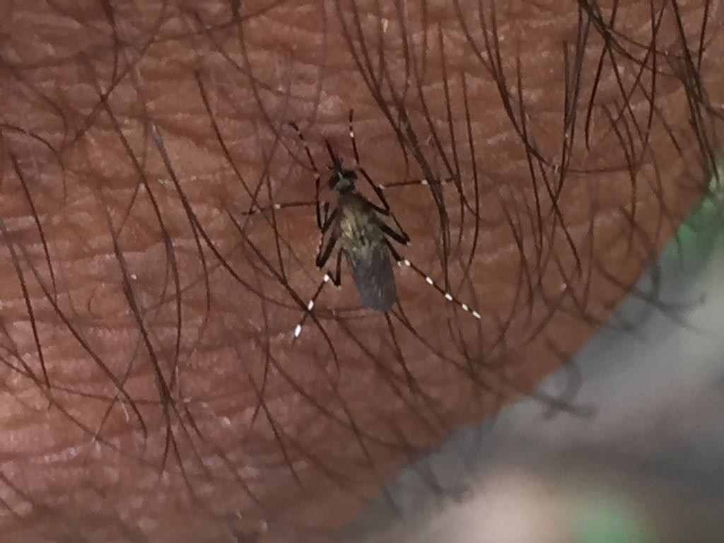 Salud atenta para evitar brotes de dengue