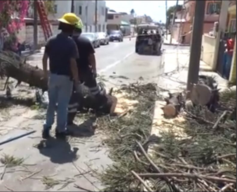 Se registra la caída de árbol por las rachas de viento en Madero