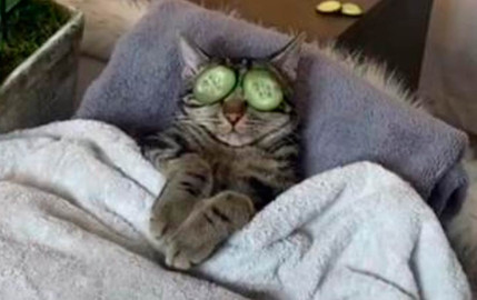 Gatito se enoja cuando interrumpen su sesión de “spa” 