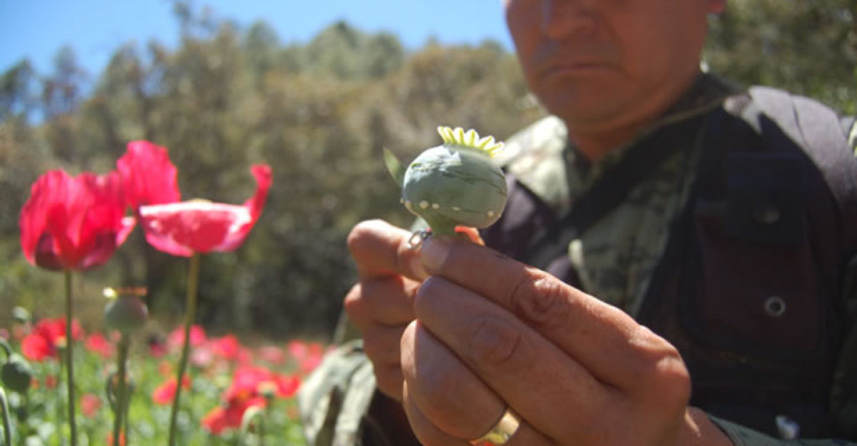 EU ofrece apoyo a México para erradicar la amapola