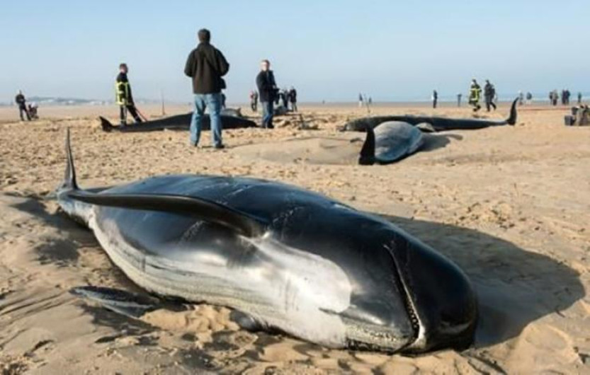 Encuentran ballenas muertas en playa de Indonesia