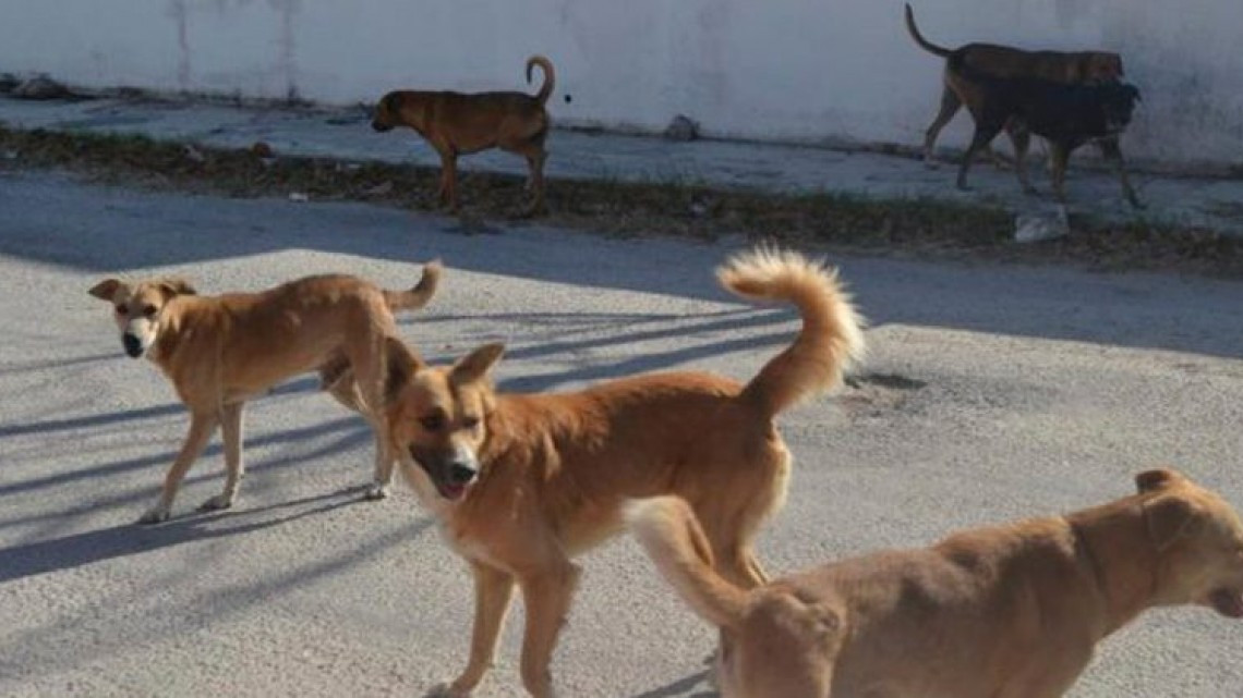 Se estima que hay 80 mil entre perros y gatos callejeros en Matamoros