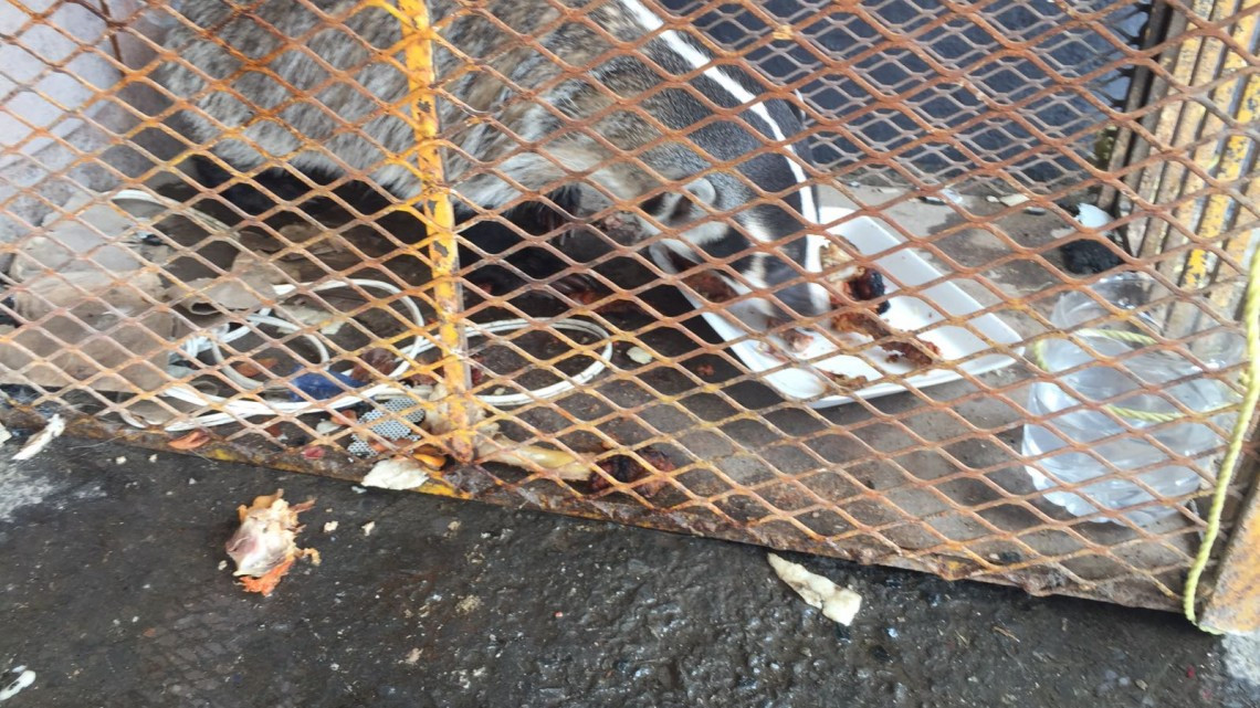 Protección civil captura a peligroso tejón 