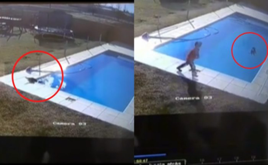 Niño de 5 años salva a su perro de morir ahogado