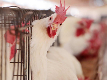 Detectan brote de gripe aviar en granjas de Aguascalientes