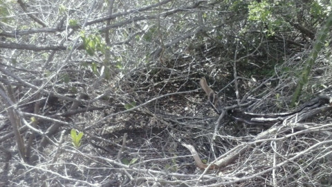 Ejidatarios denuncian problemas de contaminación por los trabajos del Gasoducto Texas Tuxpan