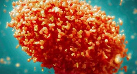 Para minimizar racismo, OMS cambia nombre de viruela del simio por "mpox" 