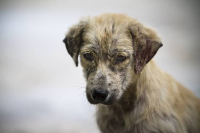 Suman 40 muertes en Sonora por Rickettsia