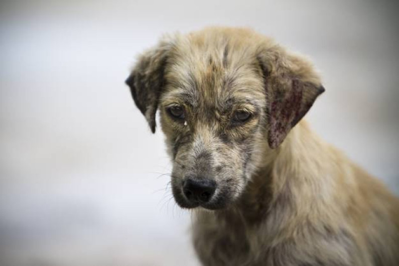 Suman 40 muertes en Sonora por Rickettsia