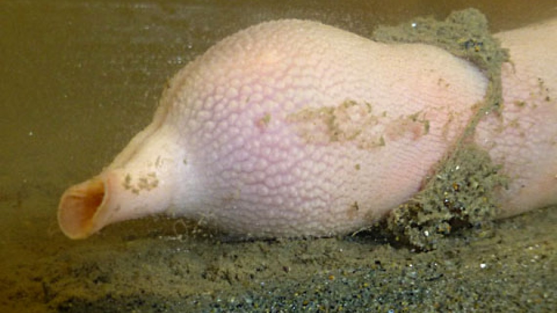 Llegan a California miles de “peces pene”