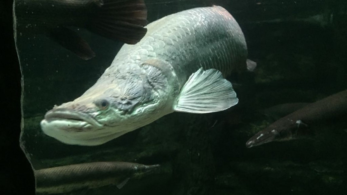 Es necesario ampliar los atractivos turísticos para atraer más visitantes al sur de Tamaulipas: Sector hotelero.