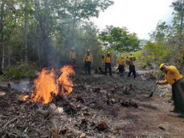 Quintana Roo reporta 11 incendios forestales