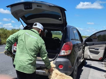 Lograron ciudadana compasiva y Gobierno de Carlos Peña Ortiz rescate de animal de compañía