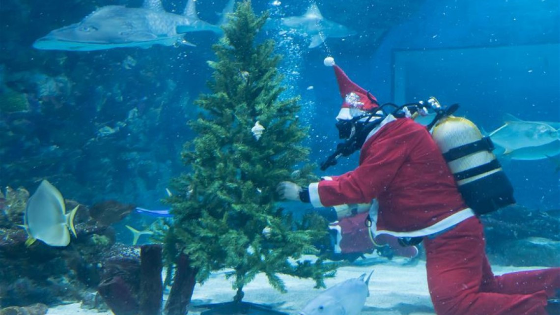Buzos disfrazados de Santa brillan en acuarios del mundo