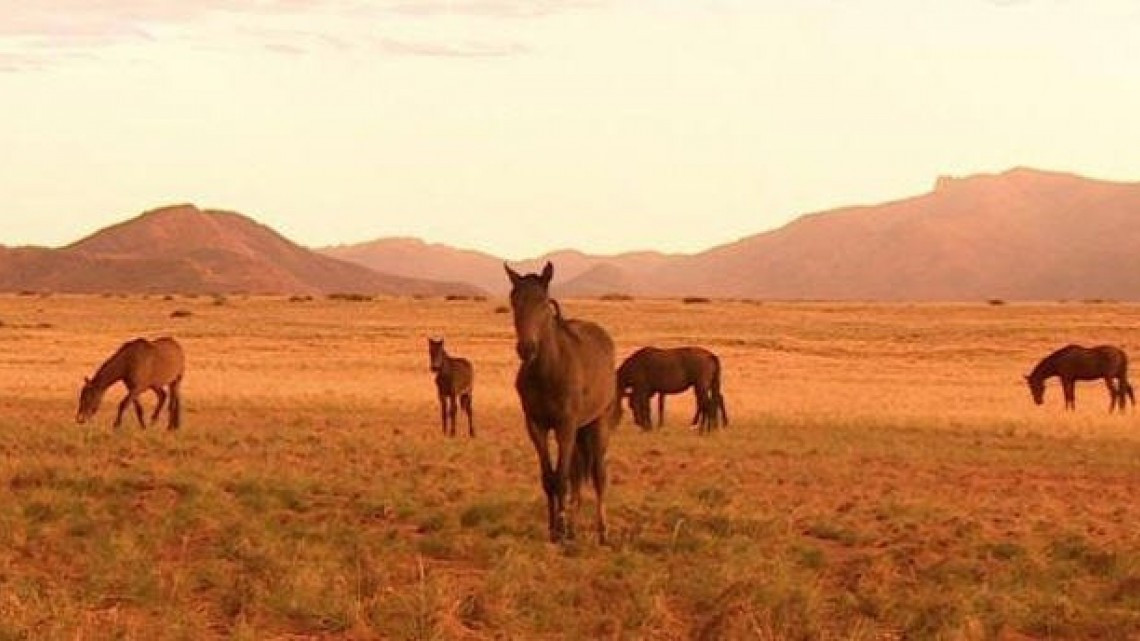 Decenas de caballos salvajes mueren de sed en la ola de calor de Australia