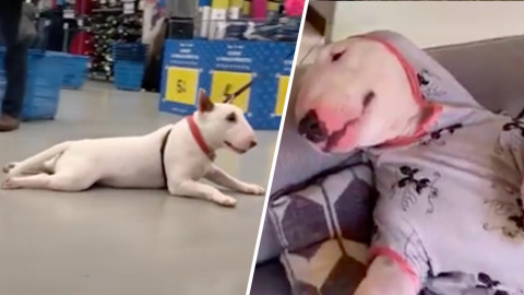 Sparky, el perro perezoso que triunfa en la red