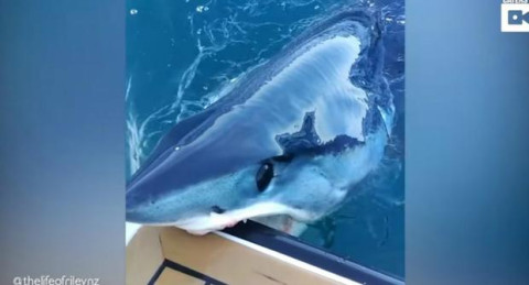 Tiburón ataca un yate  y deja la marca de sus dientes