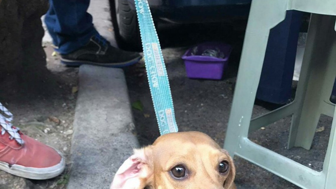 Rescatan a perro de escombros que dejó el sismo 