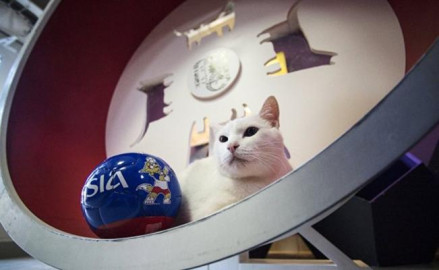 Aquiles se prepara para ser el nuevo `pulpo Paul´ en Rusia 2018