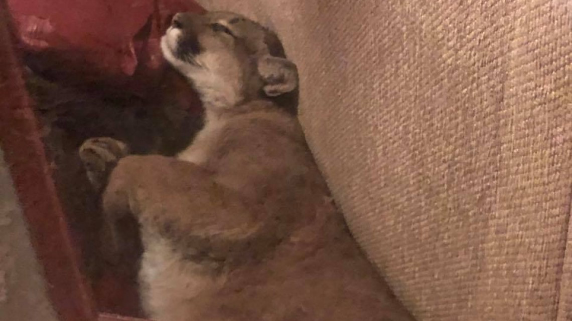 Mujer regresa a su casa y  encuentra a un puma durmiendo en la sala 