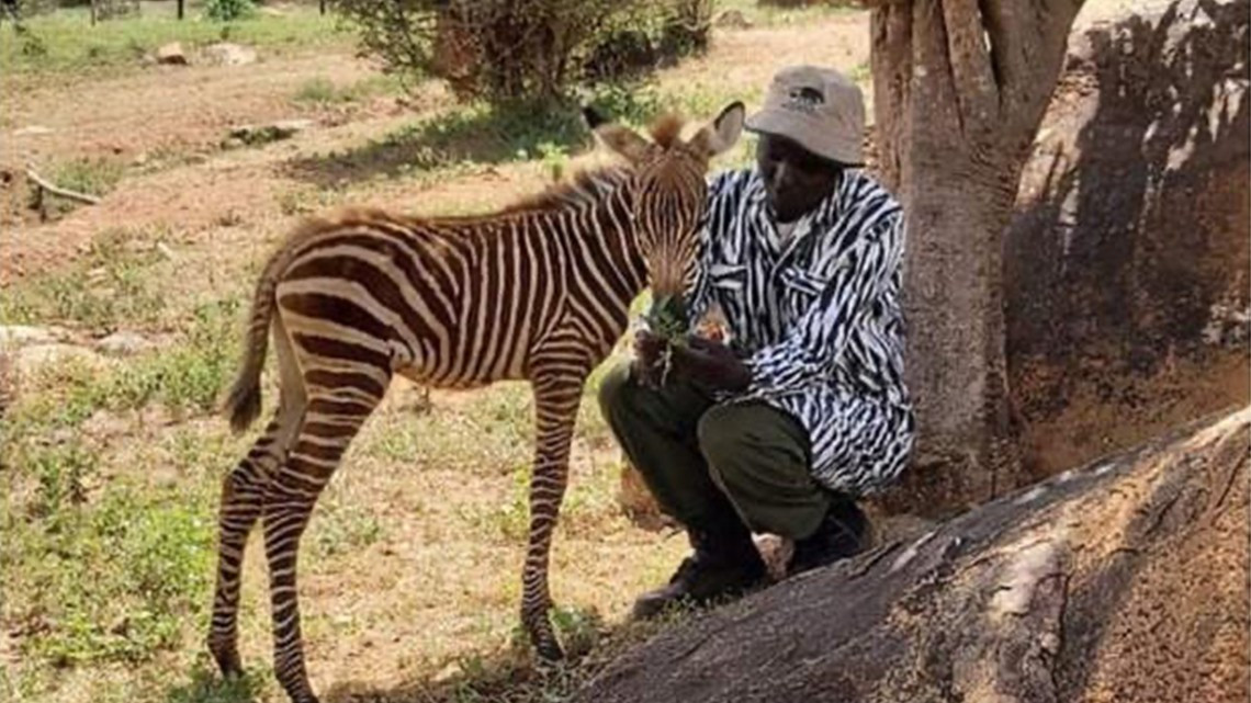 Cuidador de cebra bebé usa traje con rayas para que se sienta confianza