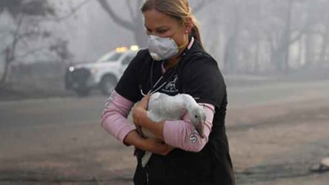 Las otras víctimas de los incendios en California