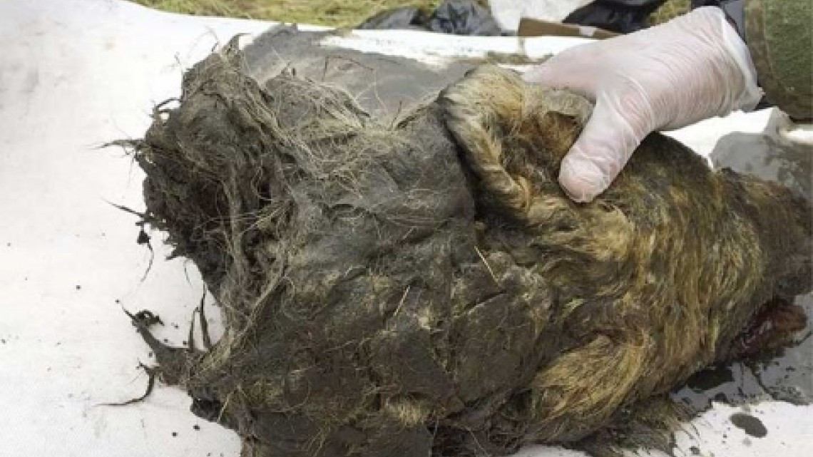 Descubren cabeza conservada de lobo prehistórico 