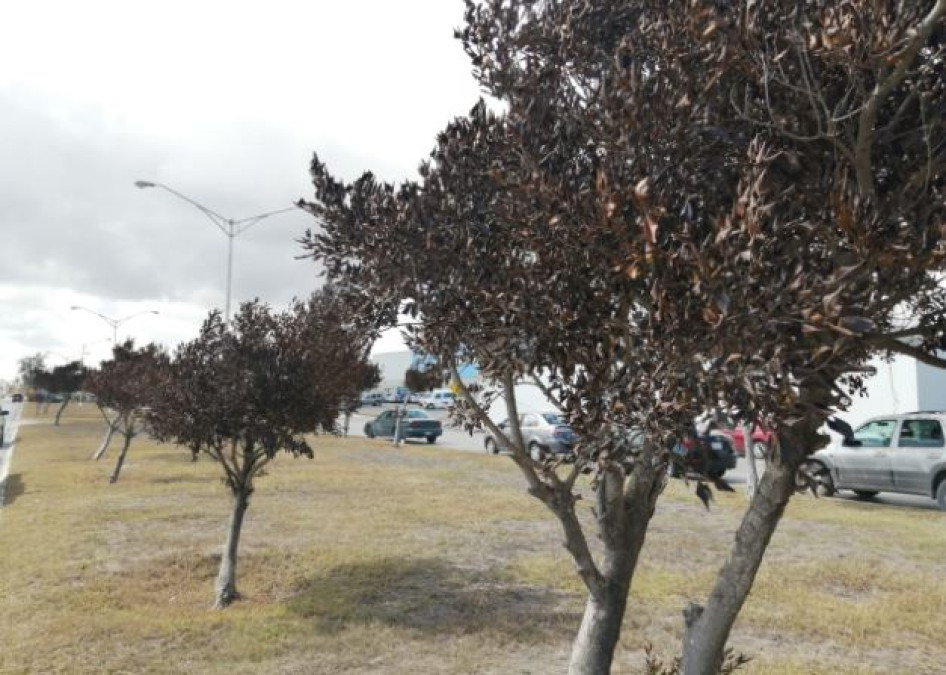 Inician proceso de reposición de arbolitos afectados la pasada helada en Matamoros