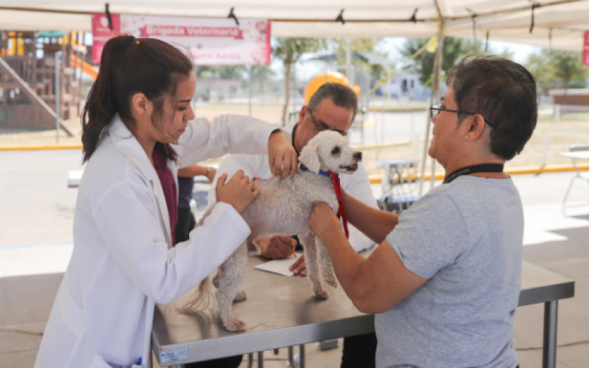 Lleva gobierno municipal brigada veterinaria a vecinos de la colonia Hidalgo