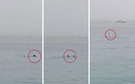 Muere un turista ruso por un ataque de tiburón en Egipto