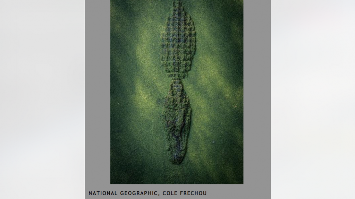 Conoce a los ganadores del NatGeo Nature 2017