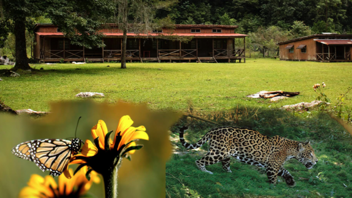 Fundamental proteger el medio ambiente y la biodiversidad: Gobierno de Tamaulipas