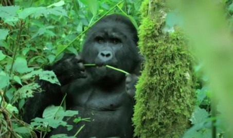 Graban, por primera vez, a un grupo de gorilas “cantando” mientras comen 