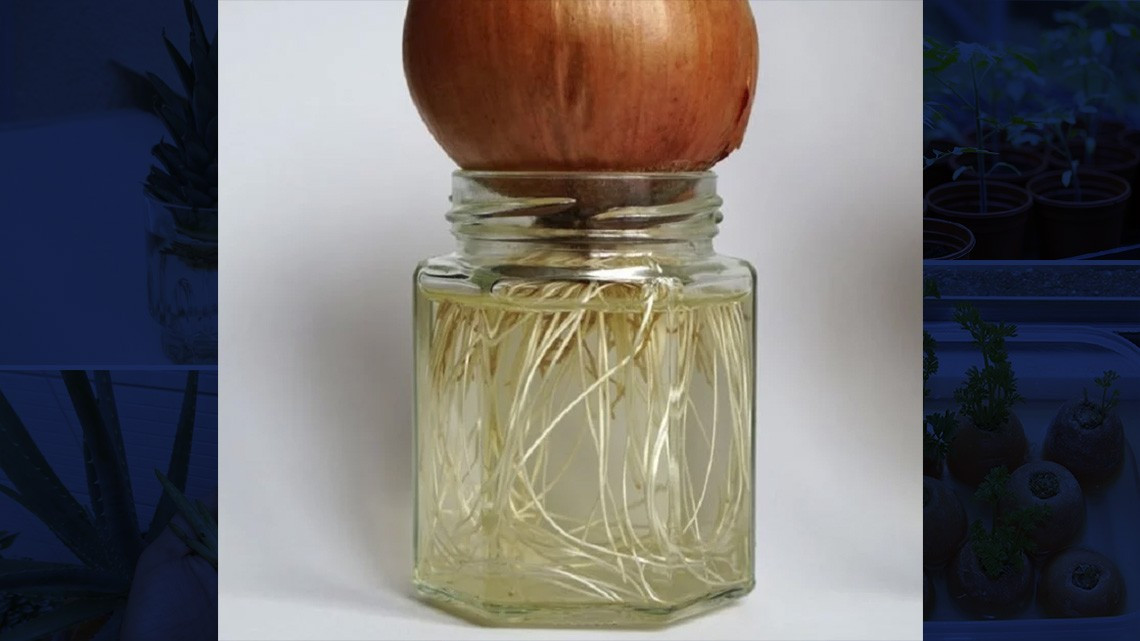 ¡En tiempos de coronavirus! Cultiva en casa tus propias frutas y verduras 