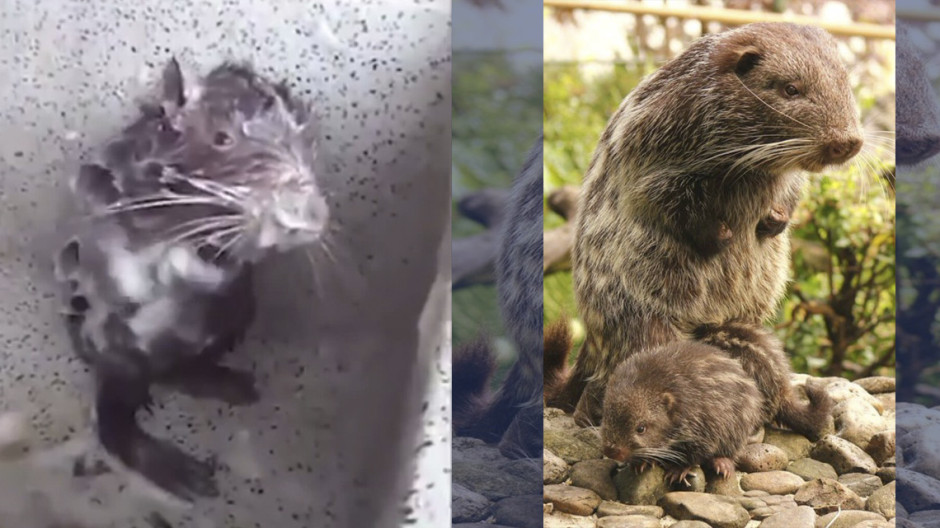 Este animalito no es una rata