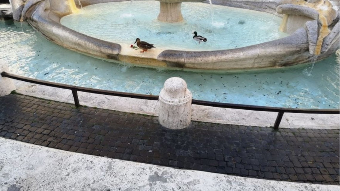 La naturaleza se abre paso por el coronavirus 