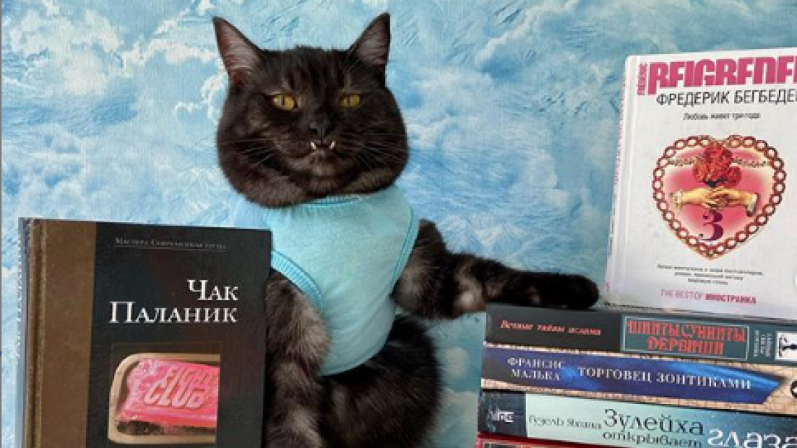 Gato 'vampiro' ayuda a vender libros para apoyar a los animales sin hogar