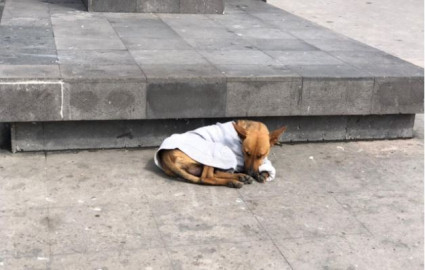 Piden donar lonas y cobijas para proteger del frío a perros y gatos callejeros