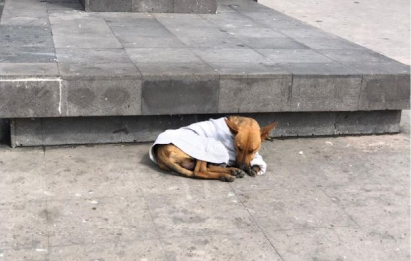 Piden donar lonas y cobijas para proteger del frío a perros y gatos callejeros