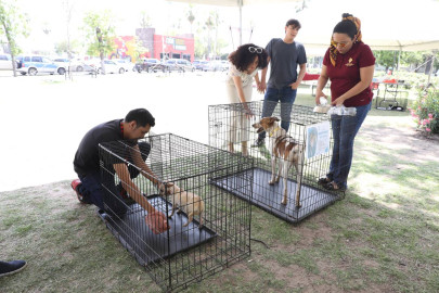 Llevará a cabo Gobierno Municipal nueva edición de feria de adopción