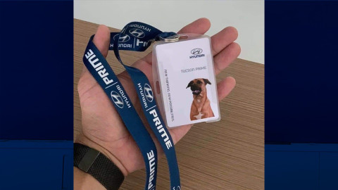 Perrito obtiene empleo en agencia de autos 