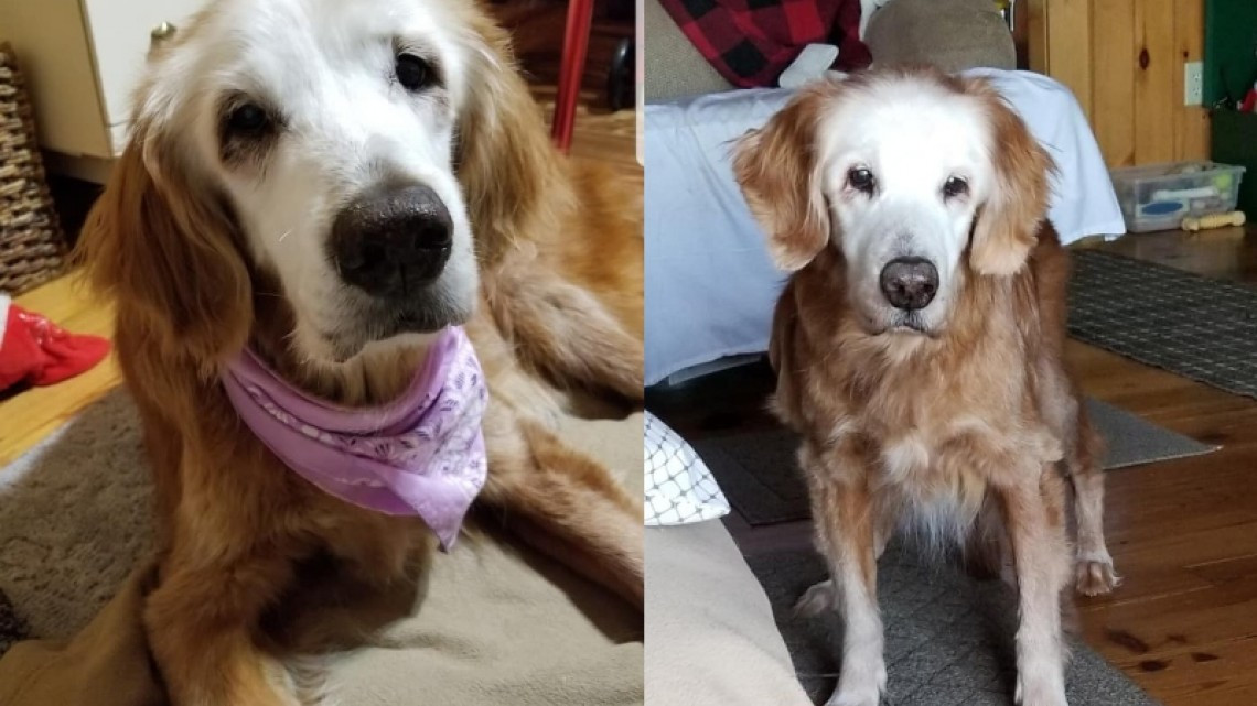 August, la perrita golden retriever más vieja de la historia