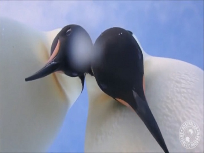 Sonrían y digan, ¡pingüinos!