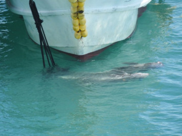 Japón inicia temporada de caza de delfines