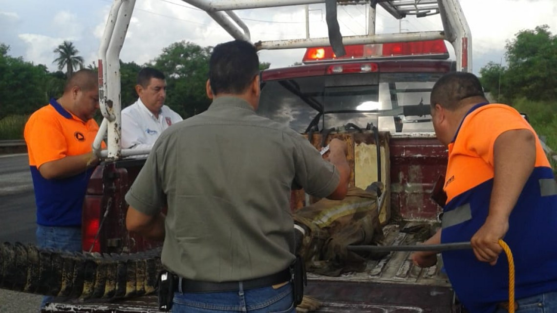 Lluvias motivan a los cocodrilos a salir de las lagunas