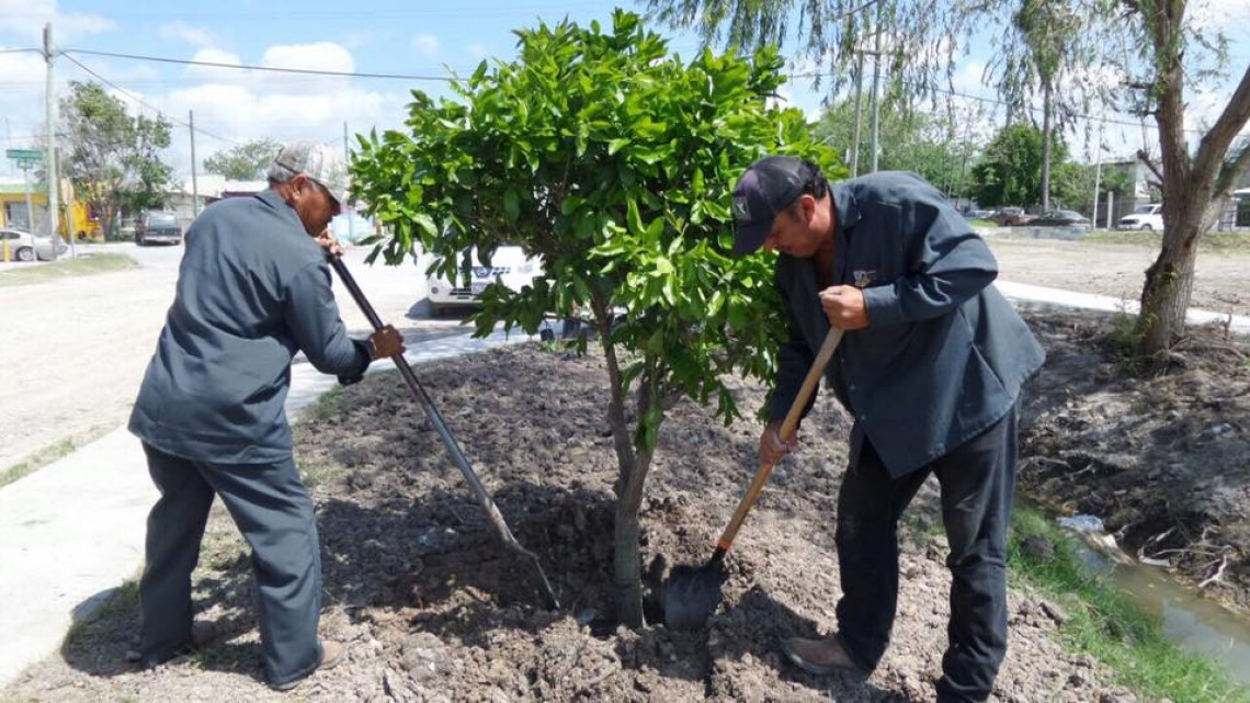 Inicia reforestación de áreas verdes en Valle Hermoso 