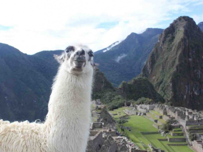 “Winter”, la llama que ayudaría para una vacuna contra el coronavirus