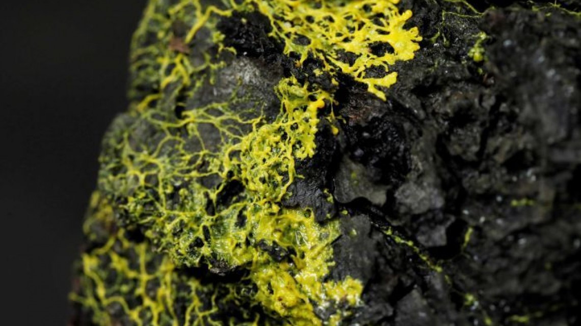 Presentan organismo con 720 sexos