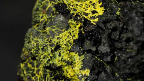 Presentan organismo con 720 sexos