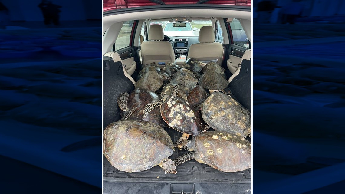 Rescatan a más de mil 700 tortugas marinas en la Isla del Padre Sur